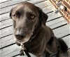 adoptable Dog in  named WONDER (COURTESY POST)