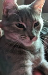 ROSIE 2 (COURTESY POST) - Photo 2