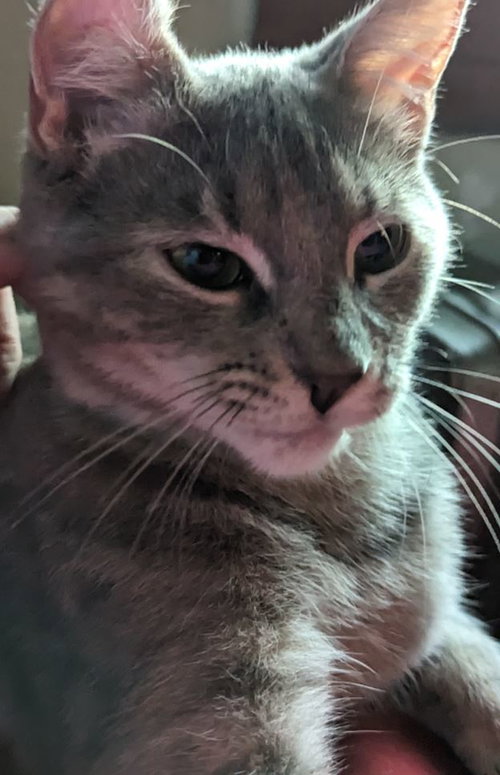 ROSIE 2 (COURTESY POST) - Dilute Tortoiseshell available for adoption