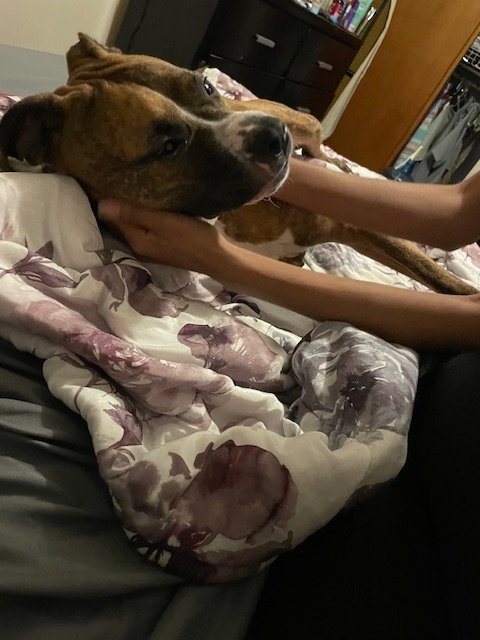 TESS (COURTESY (POST) - American Staffordshire Terrier available for adoption