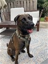 adoptable Dog in columbia, MD named EMERSON (COURTESY POST)