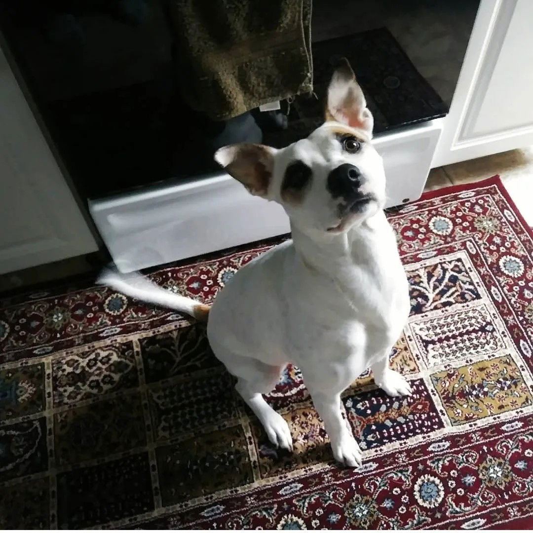 adoptable Dog in Columbia, MD named RIPLEY (COURTESY POST)