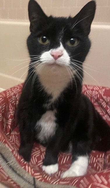 adoptable Cat in Columbia, MD named KOOPA (COURTESY POST)