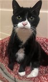 adoptable Cat in , MD named KOOPA (COURTESY POST)