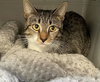 CERES (COURTESY POST) - Photo 2