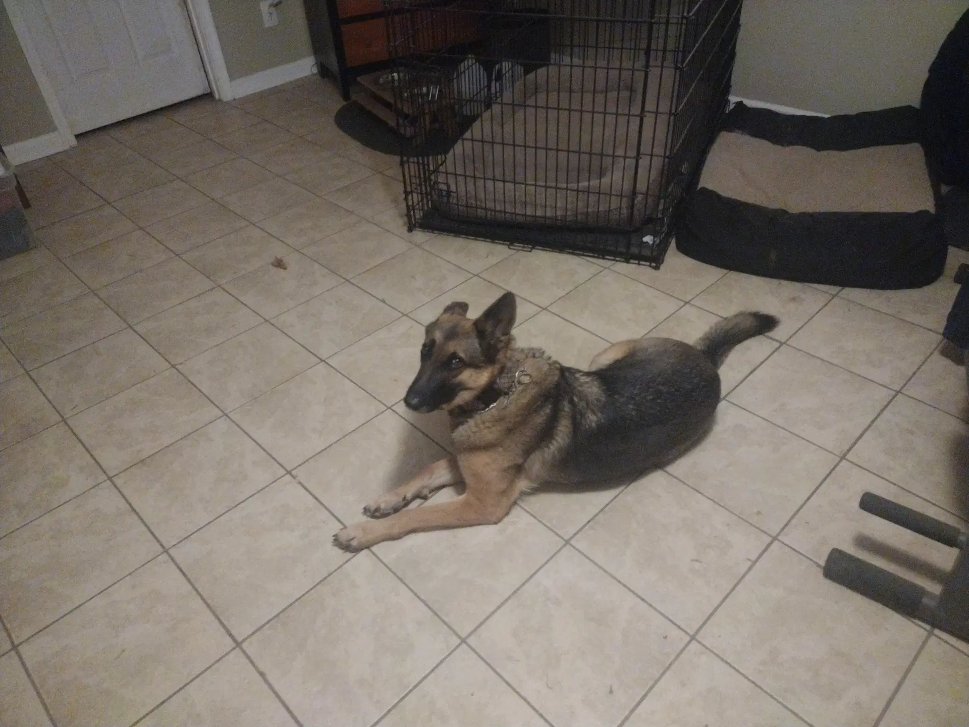 Lilly  Courtesy Post - German Shepherd Dog