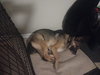 LILLY 2 (COURTESY POST) - Photo 2