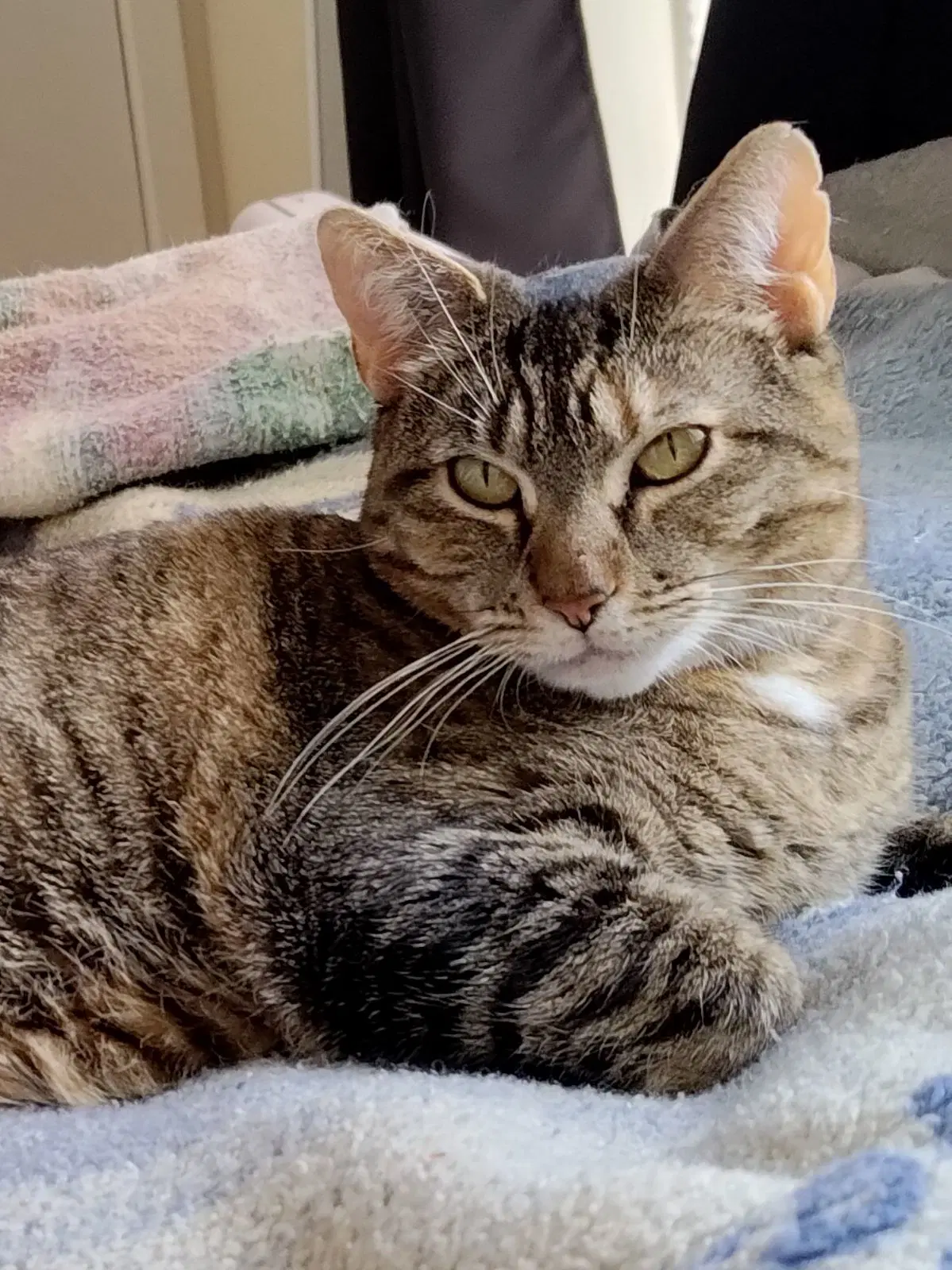 Shelby Courtesy Post - Domestic Short Hair