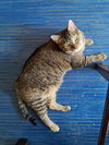SHELBY (COURTESY POST) - Photo 2