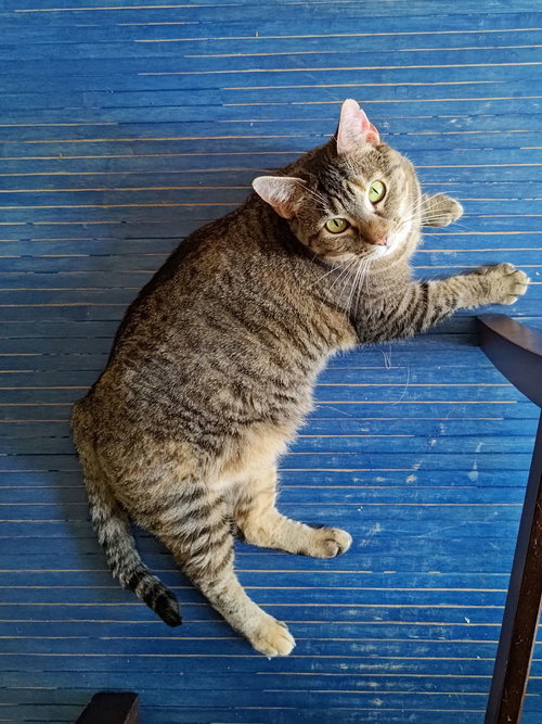 SHELBY (COURTESY POST) - Domestic Short Hair available for adoption