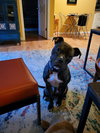 RICARDO (COURTESY POST) - Photo 2