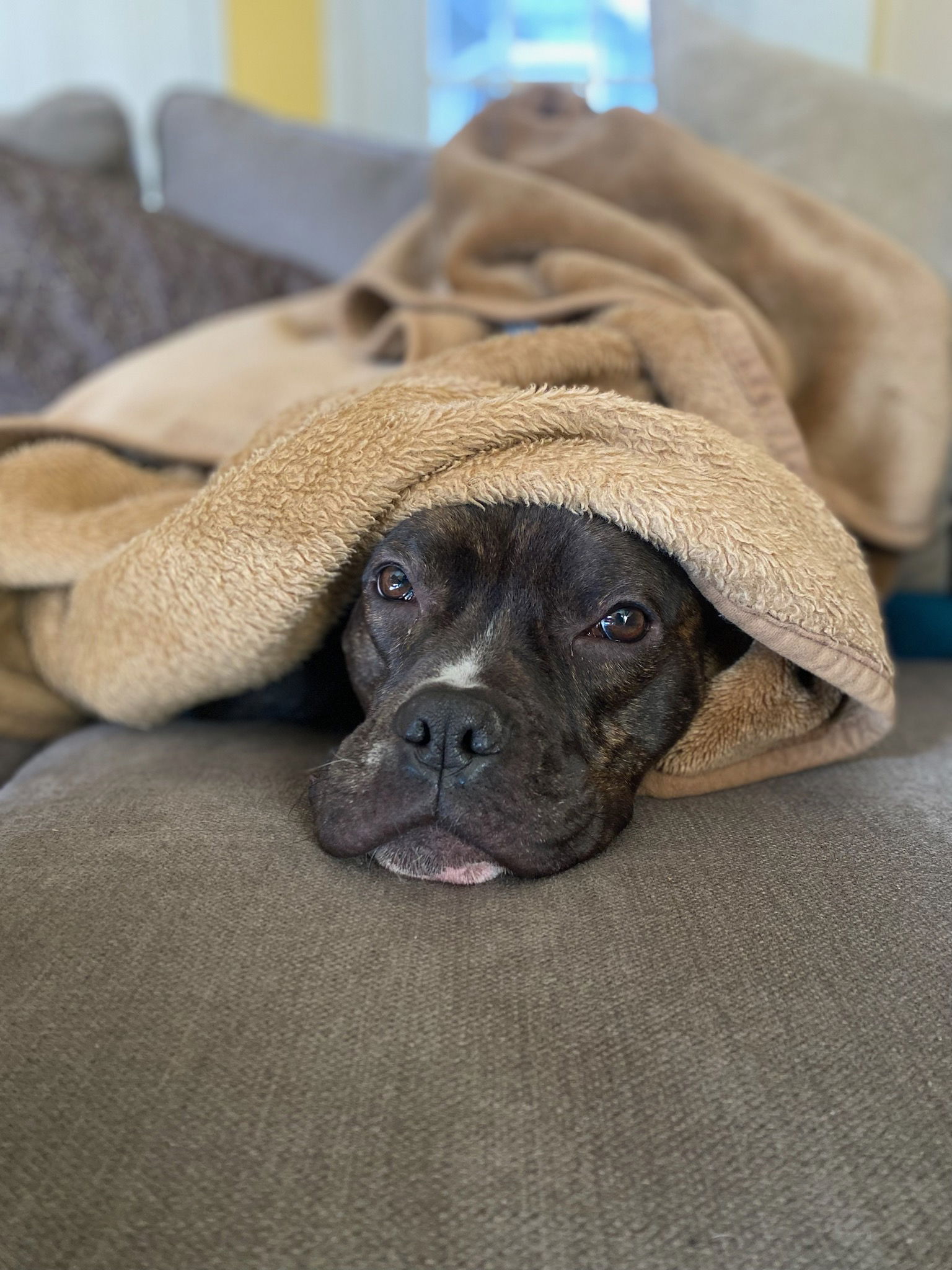 adoptable Dog in Columbia, MD named RICARDO (COURTESY POST)