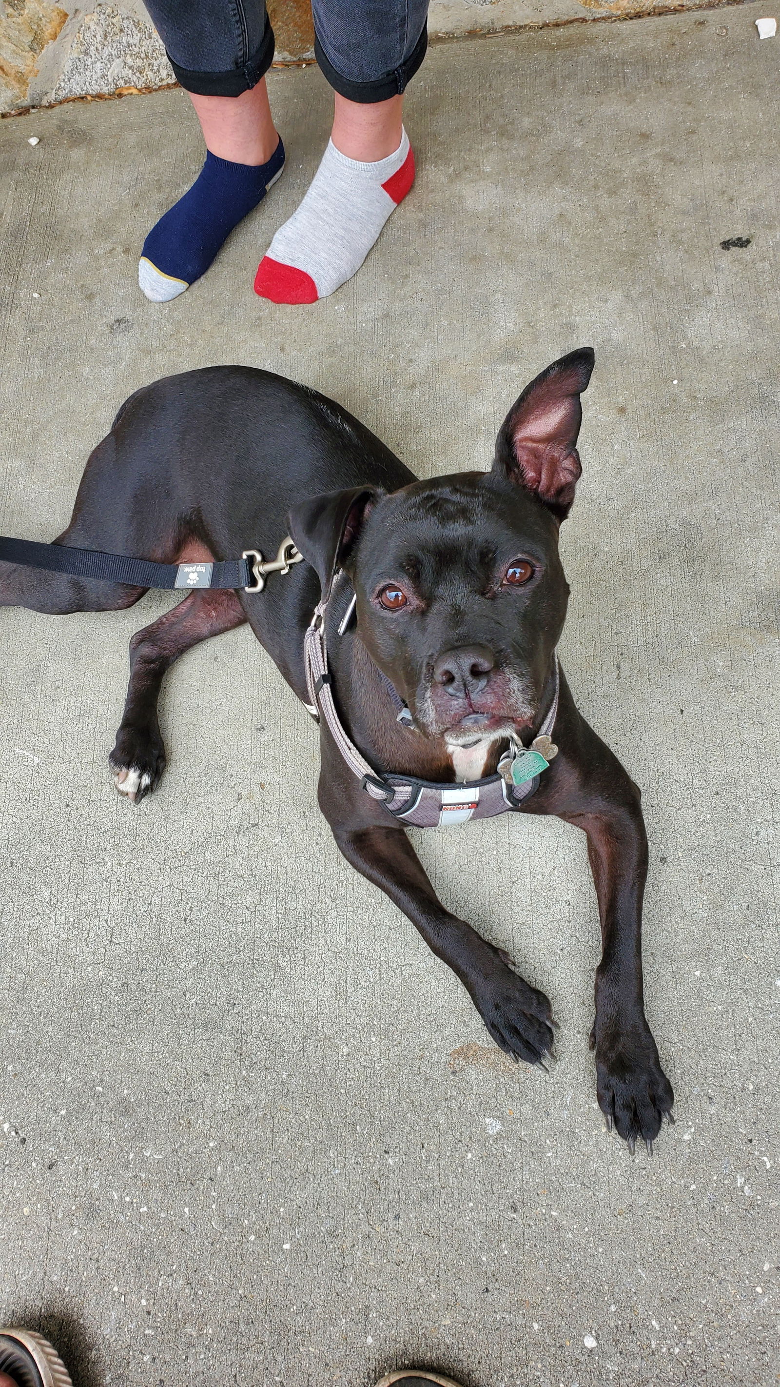 adoptable Dog in Columbia, MD named ELLIE (COURTESY POST)