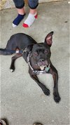 adoptable Dog in columbia, MD named ELLIE (COURTESY POST)