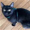 adoptable Cat in columbia, MD named NIAMHA (COURTESY POST)