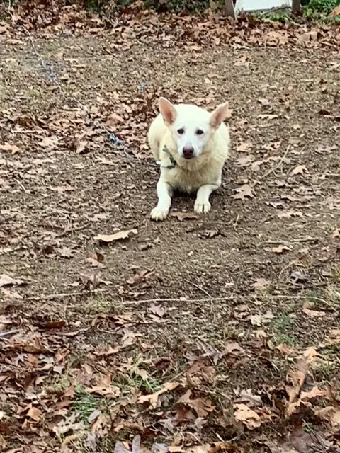 Mandy Courtesy Post - German Shepherd Dog