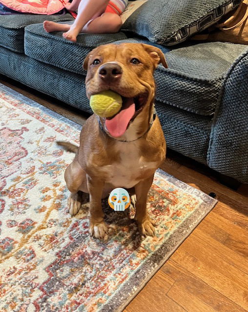 adoptable Dog in Columbia, MD named ROCKY 2 (COURTESY POST)