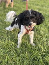 HOLLY (COURTESY POST) - Photo 2