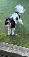 adoptable Dog in  named HOLLY (COURTESY POST)