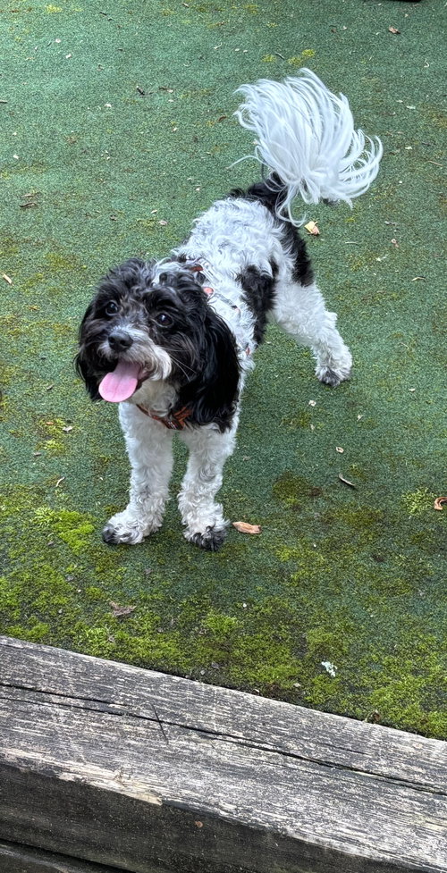 HOLLY (COURTESY POST) - Bichon Frise / Poodle (Miniature) available for adoption