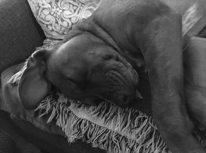Arya Courtesy Post - Labrador Retriever