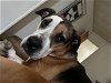 adoptable Dog in columbia, IA named RIBEYE (COURTESY POST)