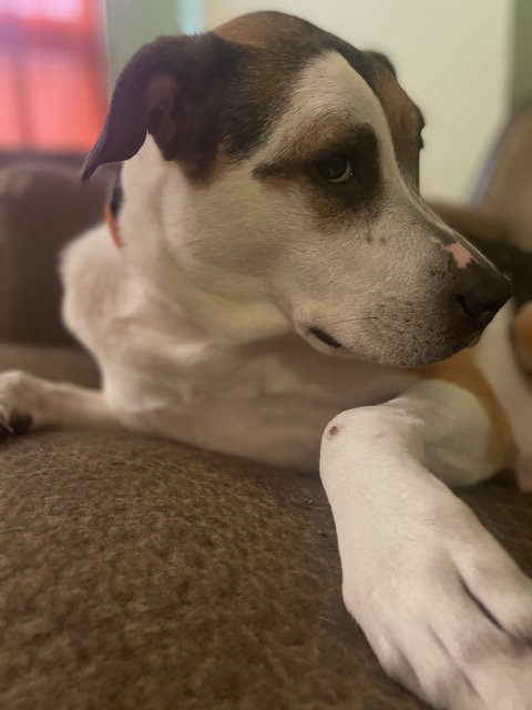 RIBEYE (COURTESY POST) - Pit Bull Terrier available for adoption
