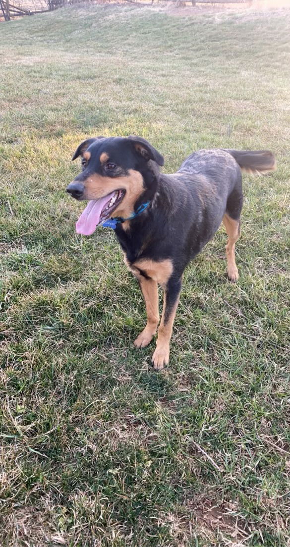 adoptable Dog in Columbia, MD named COOPER (BONDED W/BAILEY) (COURTESY POST)