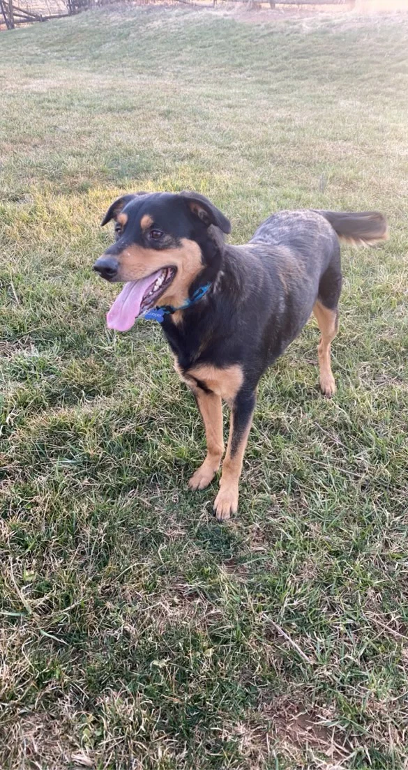 Cooper Bonded Wbailey Courtesy Post