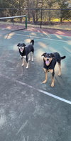 COOPER (BONDED W/BAILEY) (COURTESY POST) - Photo 2