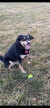 BAILEY (BONDED W/COOPER)(COURTESY POST) - Photo 2