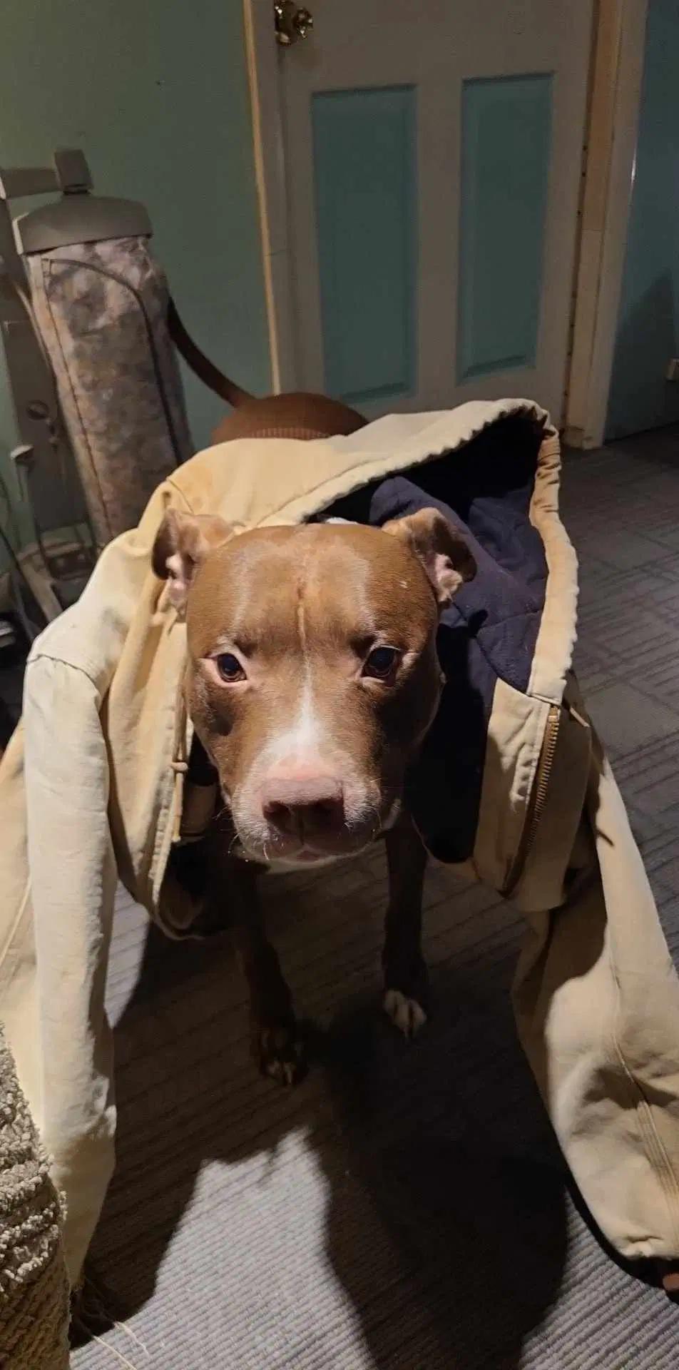 Zeke Courtesy Post - American Staffordshire Terrier