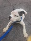 adoptable Dog in  named PATCHY (COURTESY POST)