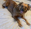 PENNY (COURTESY POST) - Photo 2