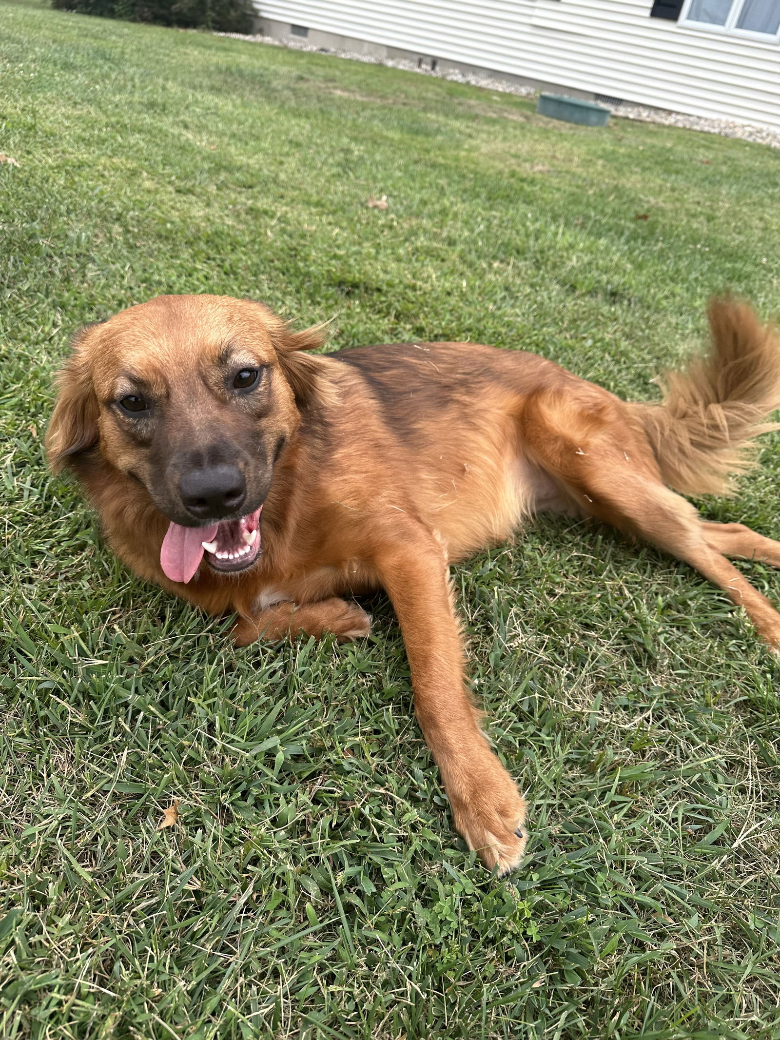 adoptable Dog in Columbia, MD named PENNY (COURTESY POST)