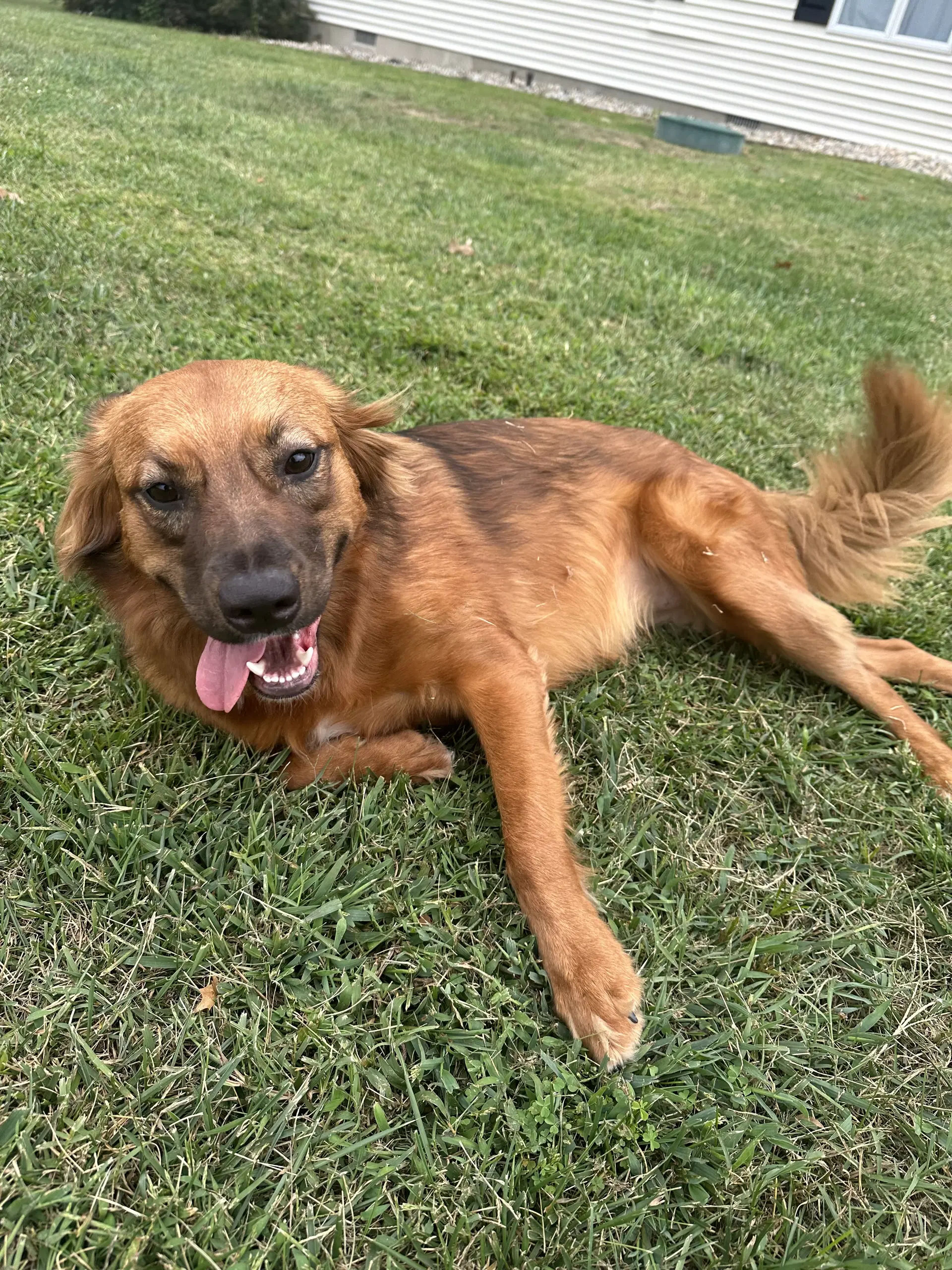 Penny Courtesy Post - Australian Shepherd