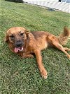 adoptable Dog in columbia, MD named PENNY (COURTESY POST)