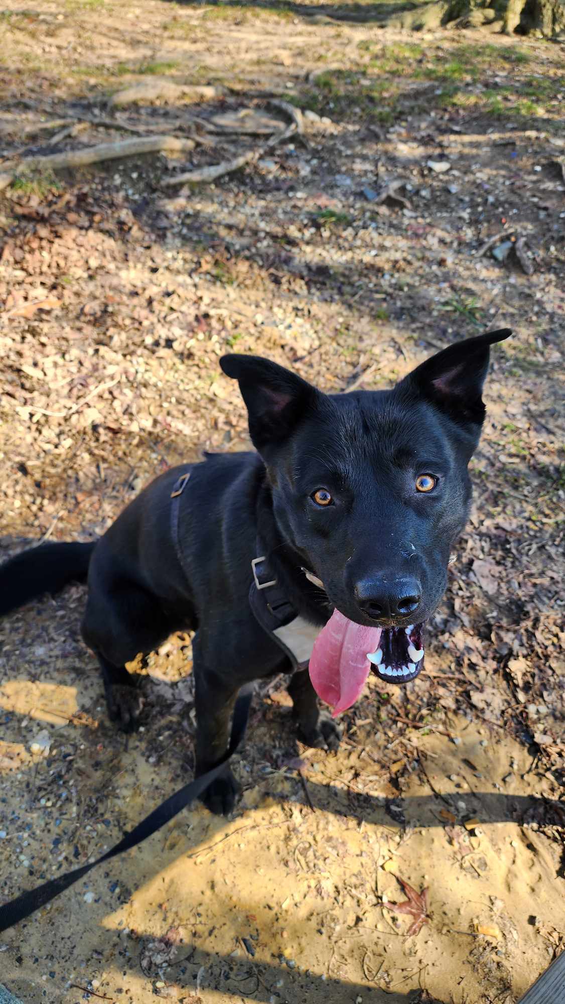 Jet Courtesy Post - Labrador Retriever