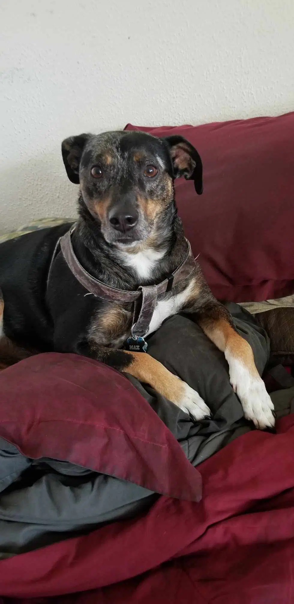 Max Courtesy Post - Catahoula Leopard Dog