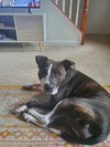ZELDA (COURTESY POST) - Photo 2