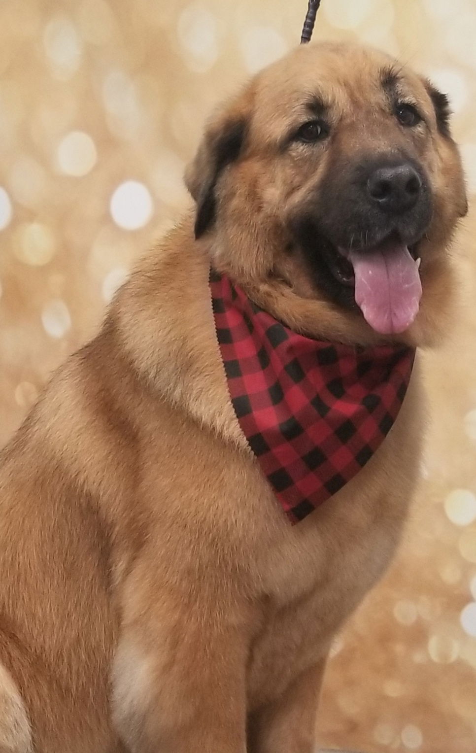 adoptable Dog in Columbia, MD named RANDY (COURTESY POST)