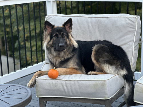 ARTEMIS (COURTESY POST) - German Shepherd Dog available for adoption