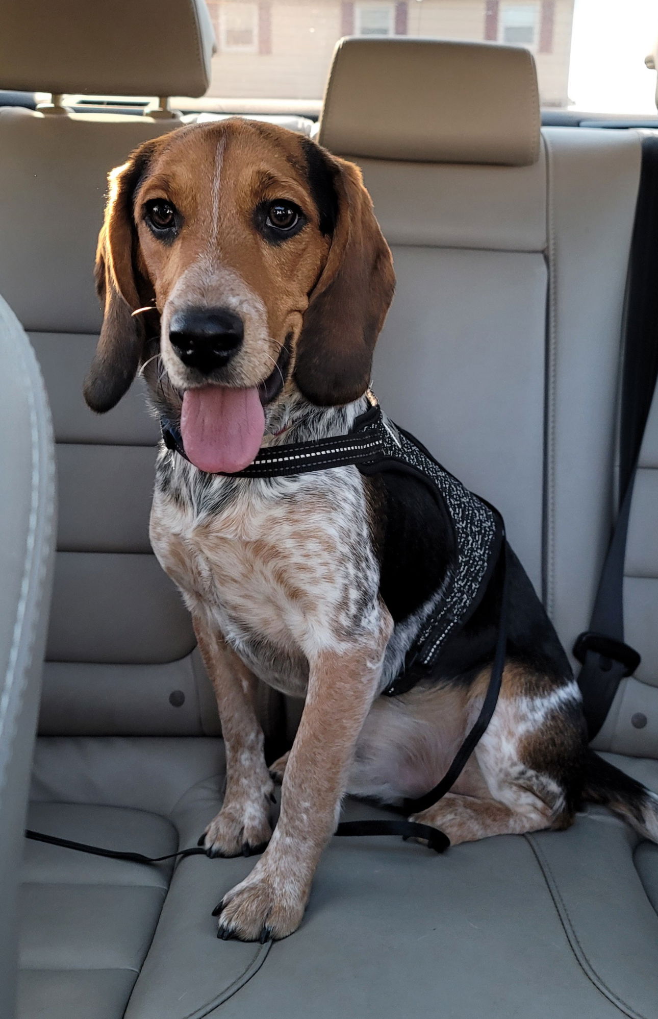 adoptable Dog in Columbia, MD named RUGER (COURTESY POST)