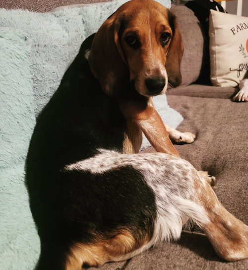RUGER (COURTESY POST) - Beagle available for adoption