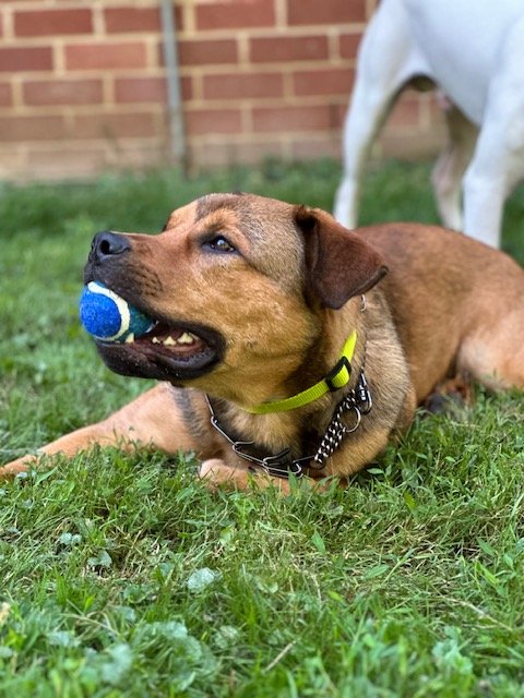 adoptable Dog in Columbia, MD named DRIZZY (COURTESY POST)