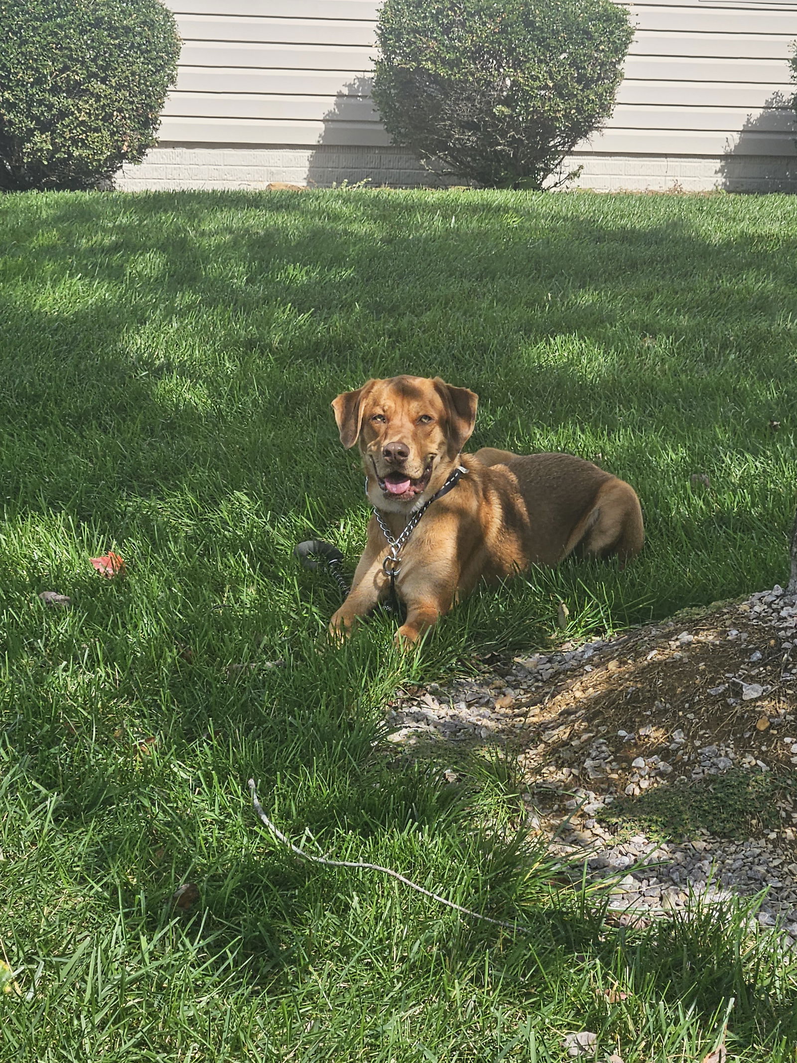 Dog for Adoption TYSON (COURTESY POST), a Labrador Retriever in