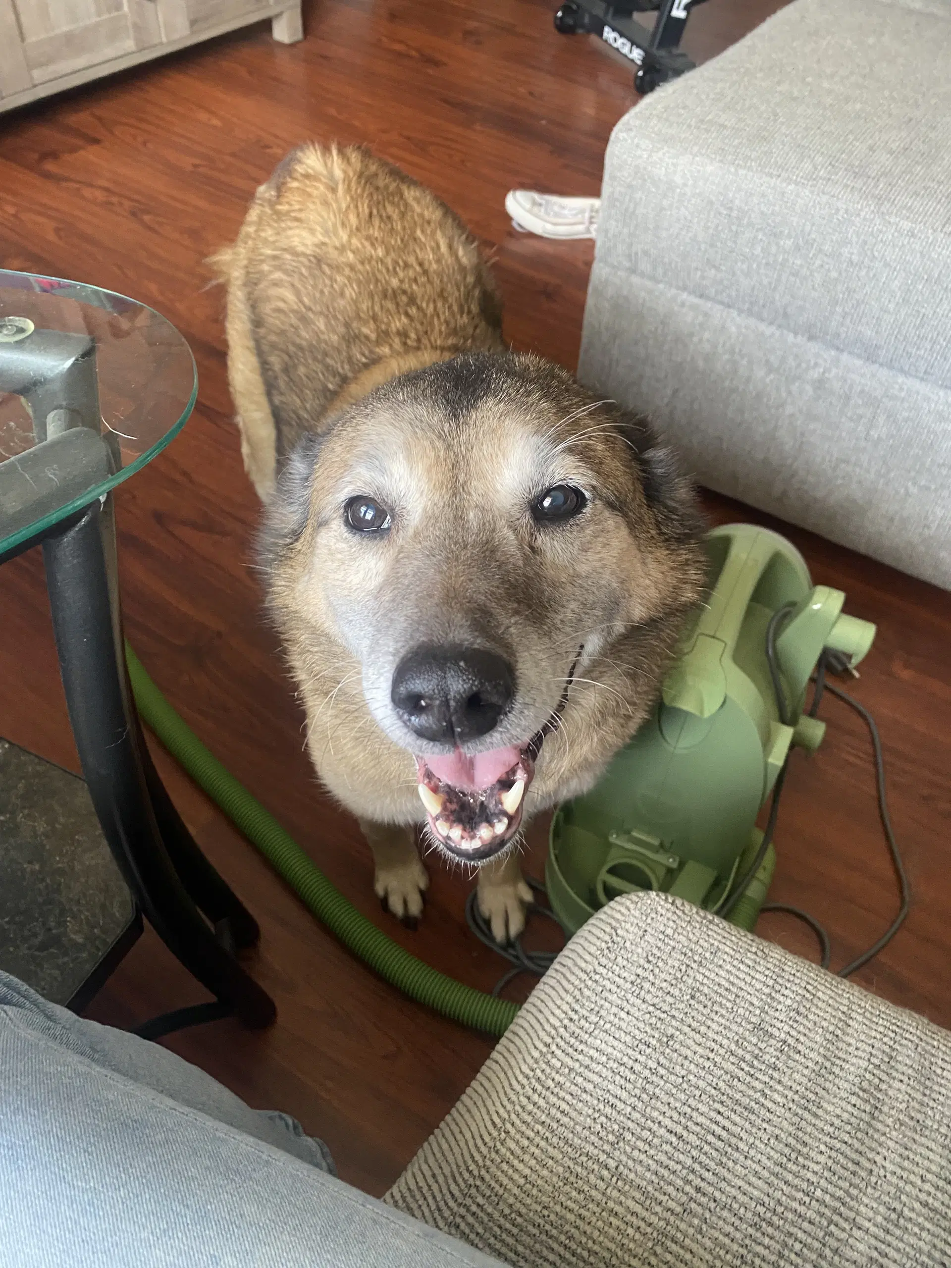 Tank Bonded Wrustycourtesy Post - Shiba Inu