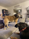 TANK (BONDED w/RUSTY)(COURTESY POST) - Photo 2