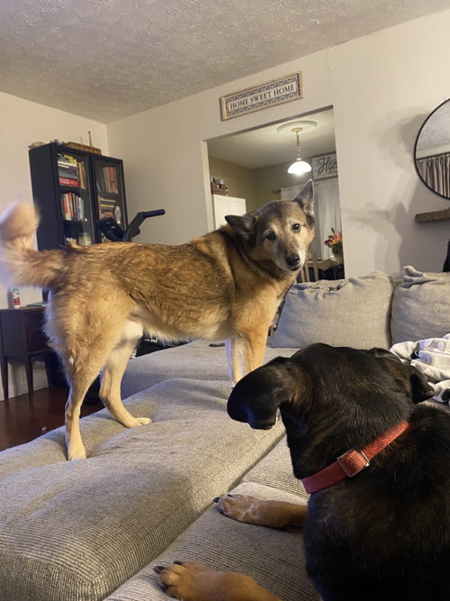 TANK (BONDED W/RUSTY)(COURTESY POST) - Shiba Inu available for adoption
