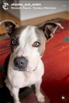 adoptable Dog in  named PHOEBE (COURTESY POST)
